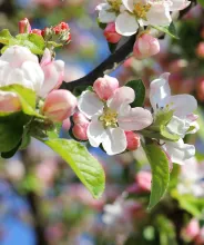 Äppelblommor på våren.