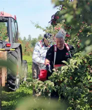 Äppelträd och plockning vid Öfvergårds äppelodlingar på Åland.