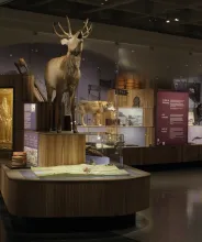 Basutställningen vid Ålands Kulturhistoriska museum i Mariehamn.