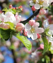 Äppelblommor på våren.