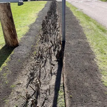 Trädgårdsarbete